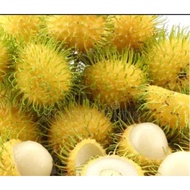 Pokok Rambutan Gading / Pokok Rambutan Kuning Hybrid