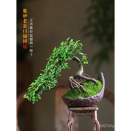 Suhong Indoor Leaf Living Room Bonsai Desktop Potted Chinese Style Courtyard Nut Elm Shape Zen Retro