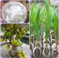 Ready, Paket 50 Bibit Kelapa Kopyor