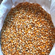 Jagung Kering Pipil 1 kg