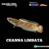 ikan channa limbata/channa limbata 12 - 16 cm