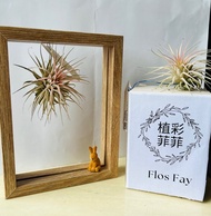 空氣鳳梨立體畫