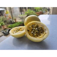 Panama Gold Passion Fruit 100% fresh from Sekinchan orchard