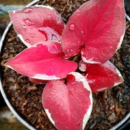 CALADIUM HYBRID THAI - KELADI DWIWARNA - THAILAND K008