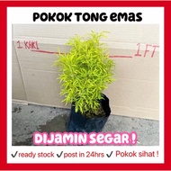 Rina • pokok tong emas • euodia cultivar jari ayam tumbuhan hidup tanaman outdoor live plant gardeni