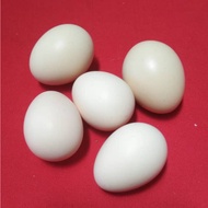 TELUR AYAM SERAMA BERBENIH UNTUK DIERAMKAN 1PC