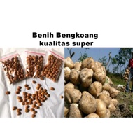 100 super jicama seeds