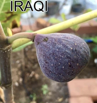 Anak Pokok Tin Iraqi Live Plant Iraqi Fig Bab Tree