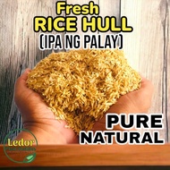 Ipa Fresh Rice Hull Ipa ng Palay Puro 250 & 500grams RICE HULL plants bedding gardening ornamental p