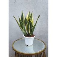 Snake Plant Superba Indoor plant