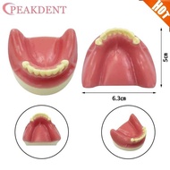 Implant Dental Teaching Model Mandibular Sinus Deficiency Implant Model Soft Gums Teeth Model For