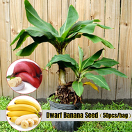 [Fast Growing] Fresh Dwarf Banana Seed for Planting (50pcs Per Pack）Bonsai Seeds Banana Tree Seed He