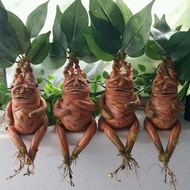 Mandrake Grass Resin Statue Landscape Ornament Art Figurine Crafts For Outdoor Garden Courtyard Livi
