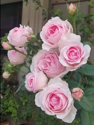 กุหลาบ 🌹 Eckart Witzigman (ติดดอก) เอ็ดการ์ด วิทซิกมัน  หอม ทรงถ้วยสีชมพูสวย