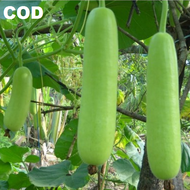LABU AIR 03 biji / bibit / benih LABU AIR / LABU AIR PANJANG / LABU SAYUR - seeds sayur mudah tumbuh