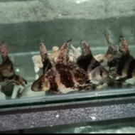 CHINESE HIGH FIN CHF