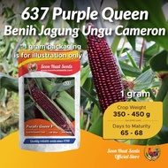[1g] Benih Jagung Ungu 637 Purple Queen F1 Soon Huat Seeds