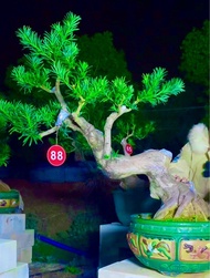 小葉雀舌 羅漢松 （高級盆景、樹粗15厘米， 八方根盆、樹型優美、自然飄逸）