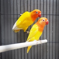 burung lovebird biola lutino