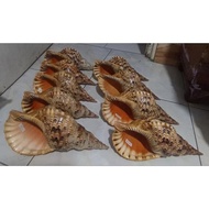 cangkang kerang Triton untuk dekorasi ruangan dan koleksi (mewah)