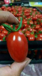 玉女番茄 溫室栽培 無毒無農藥純粹有機  皮薄肉Q回甘