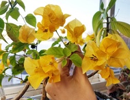 Bougainvillea Plant Yellow Flower with FREE plastic pot, and garden soil (Outdoor Plant, Real Plant, Live Plant and Limited Stock) - Plants for Sale