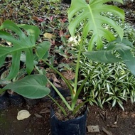 Monstera Plant,Tanaman Monstera