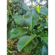 Fresh grapefruit leaves (freshly picked by customers)