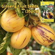 เมล็ดพันธุ์ เปปิโน เมล่อน โสมผลไม้ บรรจุ 35เมล็ด มะเขือหวาน Pepino Pelon Seeds Ginseng Fruit Seeds for Planting เมล็ดผลไม้ พันธุ์ผลไม้ ต้นผลไม้ เมล็ดพันธุ์ผัก พันธุ์ผัก บอนไซ พันธุ์ไม้ผล ผักสวนครัว ปลูกง่าย ปลูกผัก สวนครัว โตไว คุณภาพดี ราคาถูก ของแท้100%