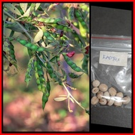 ✥ ⚔ ℥ kadyos / kardis /pigeon pea (homegardening)