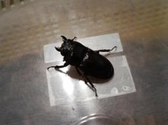 巴拉望巨扁鍬形蟲 單母成蟲 Dorcus titanus palawanicus, female