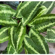 TKP , Schismatoglottis Wallichi, Indoor Plant , Rare Plant , Pokok Keladi , Unique Plant , foliage P