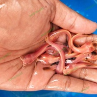 ikan lele bule lele belang size 5-6 cm