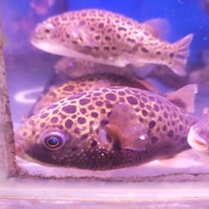 ikan buntal air tawar jumbo ikan hias predator