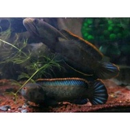 - ikan chana limbata siap kawin jantan&amp;betina size 15-20 cm '