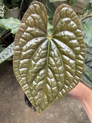 Anthurium Luxurians 奢華花燭