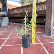 TKL - Outdoor Plant Texas Sage / Leucophyllum frutescens (Polybag 9x9) 室外红花玉芙蓉