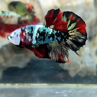 cupang red koi copper gold (3 malle)