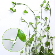 10pcs Plant Climbing Wall Fixture Clips / 10Pcs Invisible Wall Vines Fixture / Wall Sticky Hook Vine