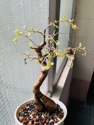 欣賞_黃錦列加氏漆樹