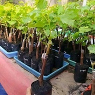 BIBIT ANGGUR IMPORT (asli grafting) (bibit anggur stek/grafting) bibit anggur murah