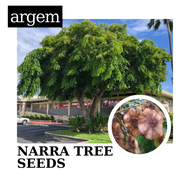 Narra Seeds Hard Wood Tree used for Narra Herbal Tea