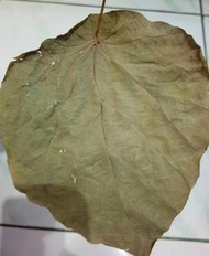 Daun Pakkua Kering Pilihan Pakkua Zhau PakuaPatkua. Non Cod