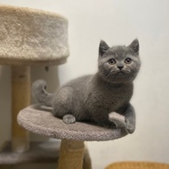 kucing british shorthair kitten