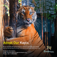 Zoo Negara - Adopt our Kayla