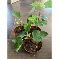 fig tree -pokok buah tin