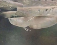 READY Ikan Arwana silver red/ ikan arwana silver brazil