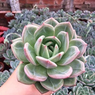 Succulent Old Pile Large Single-Head Thick Pile Easy to Keep Succulent Flowering Peach Yudie Echeveria