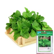 Phu Nong Basil Seeds - Basil - Basil) - 0.2g Package - VTNN Nong Dien Trang