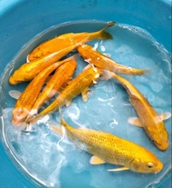 Koi Fish Ikan Koi Golden Ikan Hiasan Live Fish Aquarium